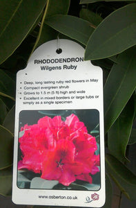 Rhododendron Hybrid, Red / Purple