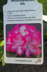 Rhododendron Hybrid, Pink / White / Yellow