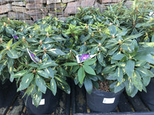 Load image into Gallery viewer, Rhododendron Hybrid, Pink / White / Yellow
