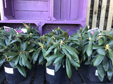 Load image into Gallery viewer, Rhododendrons, Yakushimanum varieties
