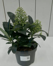 Load image into Gallery viewer, Skimmia Finchy, 2L
