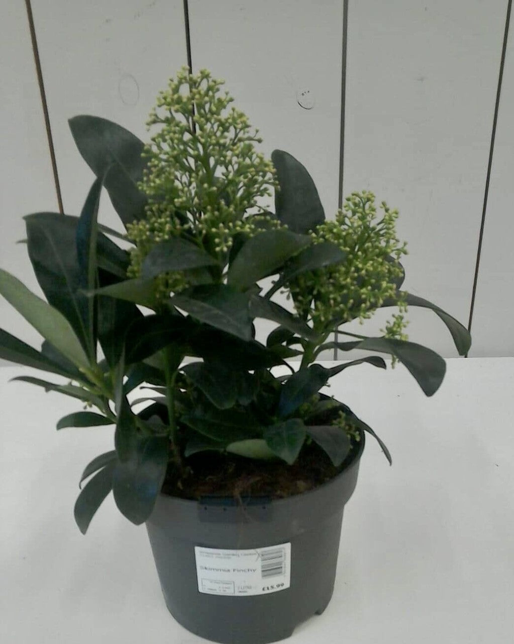 Skimmia Finchy, 2L