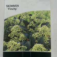 Load image into Gallery viewer, Skimmia Finchy, 2L
