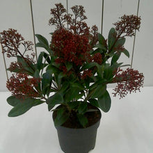 Load image into Gallery viewer, Skimmia Japonica Rubella, 2L
