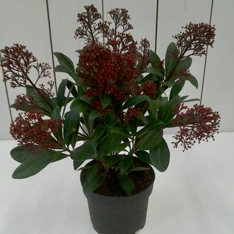 Skimmia Japonica Rubella, 2L