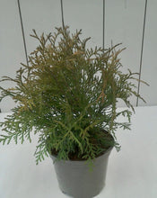 Load image into Gallery viewer, Thuja Golden Globe, 2L
