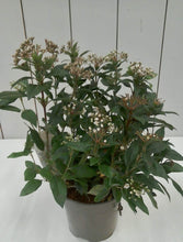 Load image into Gallery viewer, Viburnum Tinus, 2L
