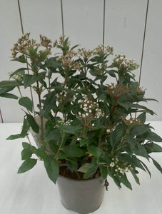 Viburnum Tinus, 2L
