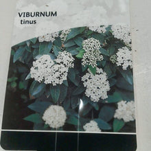 Load image into Gallery viewer, Viburnum Tinus, 2L

