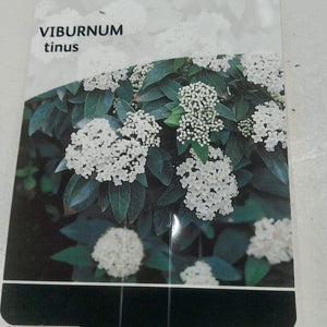 Viburnum Tinus, 2L