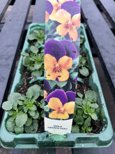 Load image into Gallery viewer, Violas, 6 Pack
