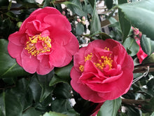 Load image into Gallery viewer, Camillia Plants, varied, 4L Pots
