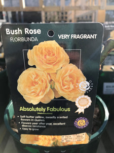 Bush Roses - Yellow, 3L