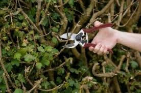 Professional anvil secateurs