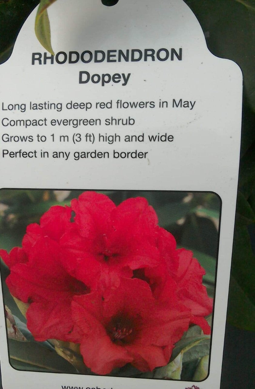 Rhododendrons, Yakushimanum varieties