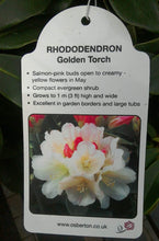 Load image into Gallery viewer, Rhododendrons, Yakushimanum varieties
