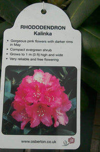 Rhododendrons, Yakushimanum varieties