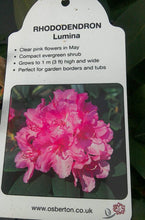 Load image into Gallery viewer, Rhododendrons, Yakushimanum varieties
