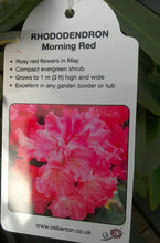 Load image into Gallery viewer, Rhododendrons, Yakushimanum varieties
