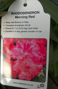 Rhododendrons, Yakushimanum varieties