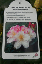 Load image into Gallery viewer, Rhododendrons, Yakushimanum varieties

