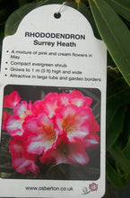 Load image into Gallery viewer, Rhododendrons, Yakushimanum varieties
