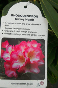 Rhododendrons, Yakushimanum varieties